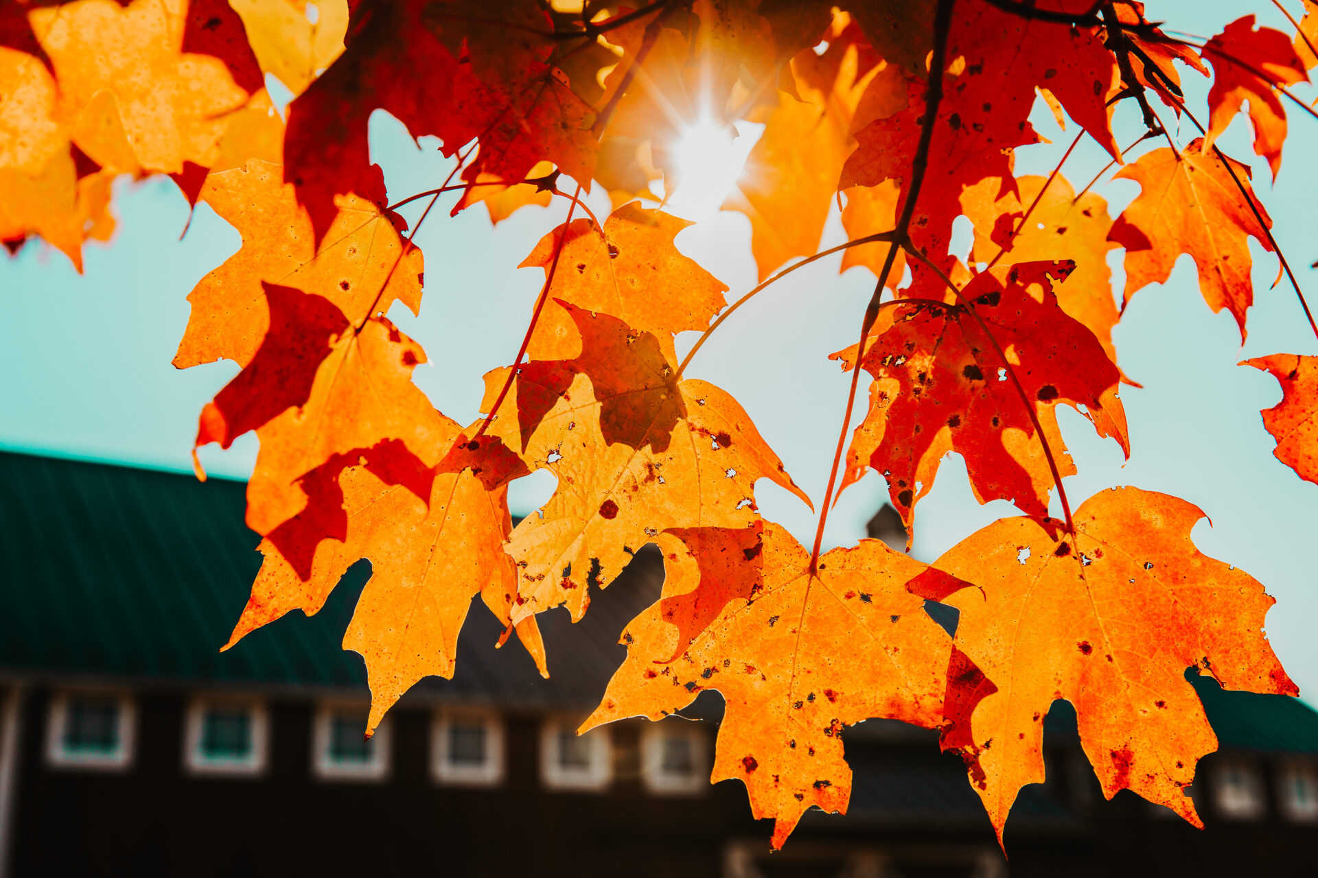 autumn leaves, rustic barn